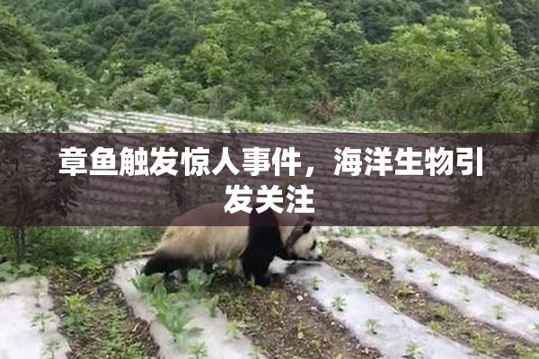 章鱼触发惊人事件，海洋生物引发关注