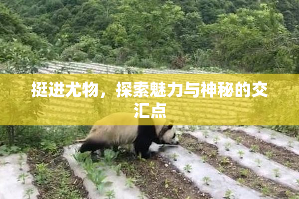 挺进尤物，探索魅力与神秘的交汇点