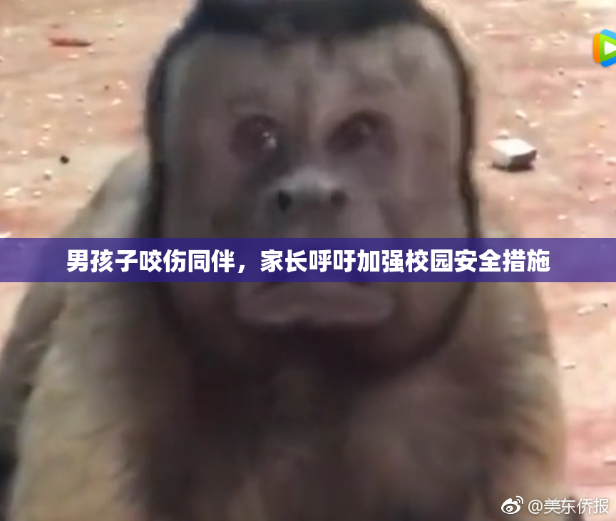 男孩子咬伤同伴，家长呼吁加强校园安全措施