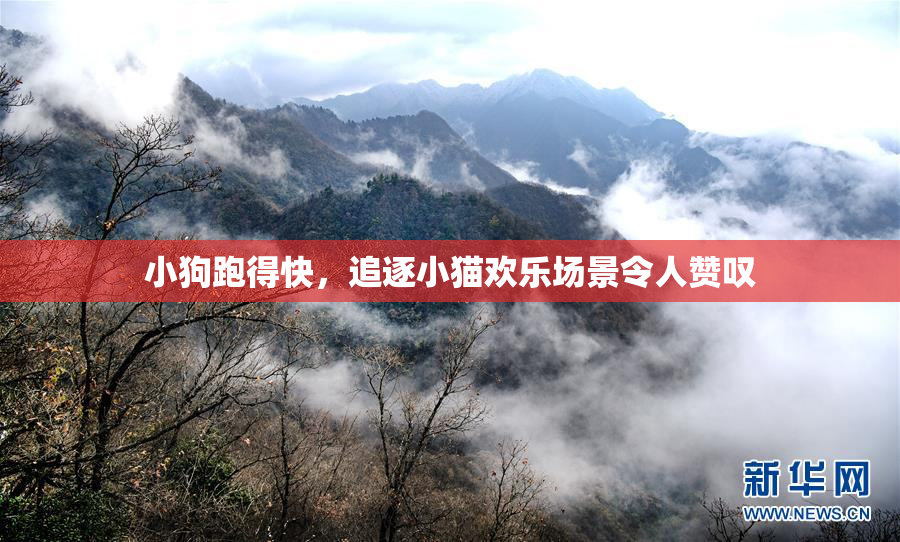 小狗跑得快，追逐小猫欢乐场景令人赞叹