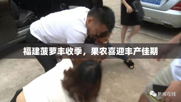 福建菠萝丰收季，果农喜迎丰产佳期
