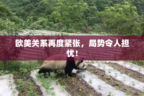 欧美关系再度紧张，局势令人担忧！