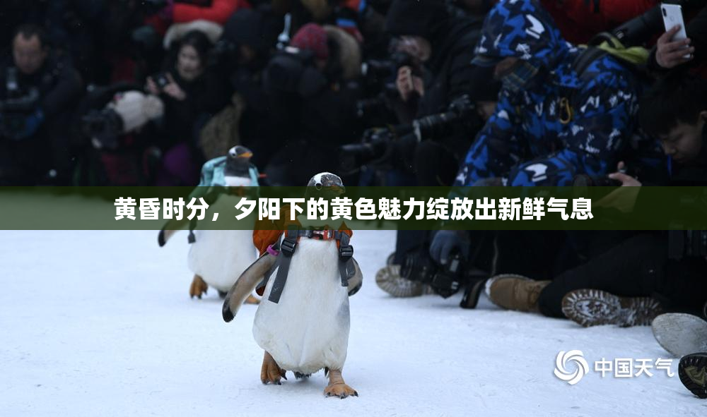 黄昏时分，夕阳下的黄色魅力绽放出新鲜气息