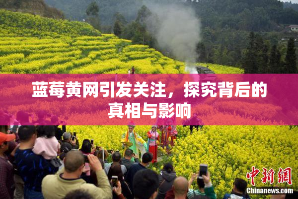 蓝莓黄网引发关注，探究背后的真相与影响