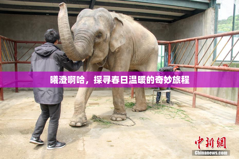 曦澄啊哈，探寻春日温暖的奇妙旅程