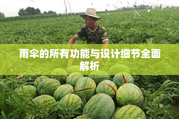 雨伞的所有功能与设计细节全面解析