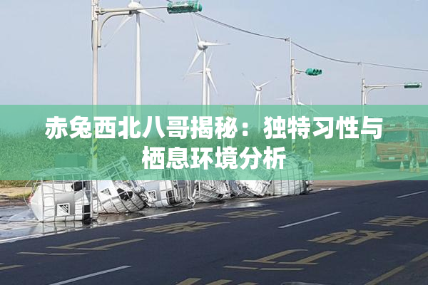 赤兔西北八哥揭秘：独特习性与栖息环境分析