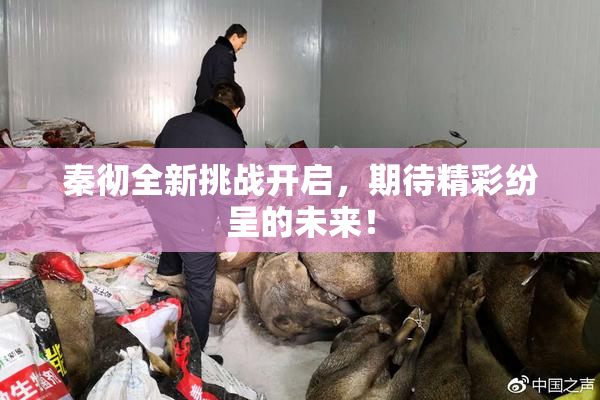秦彻全新挑战开启，期待精彩纷呈的未来！