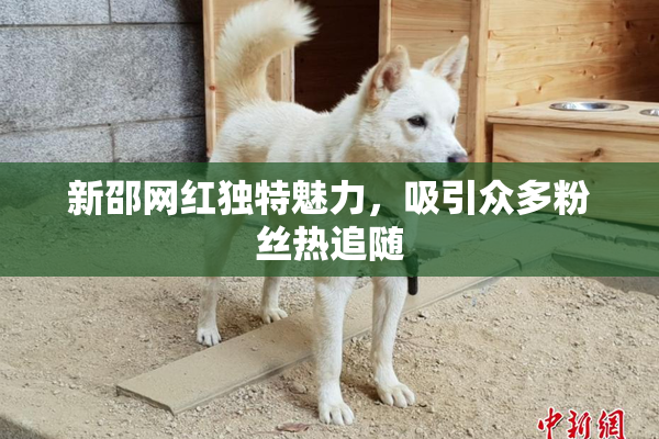 新邵网红独特魅力，吸引众多粉丝热追随