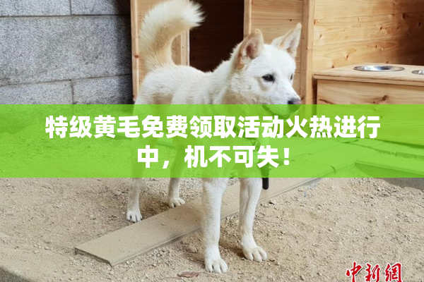 特级黄毛免费领取活动火热进行中，机不可失！