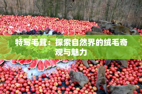 特写毛茸：探索自然界的绒毛奇观与魅力