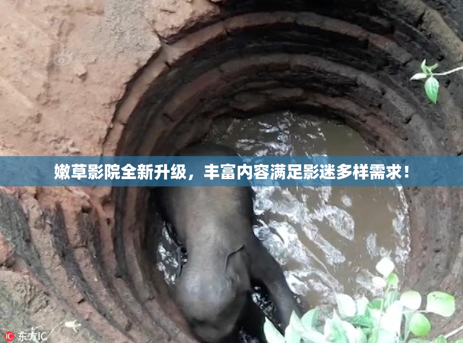 嫩草影院全新升级，丰富内容满足影迷多样需求！