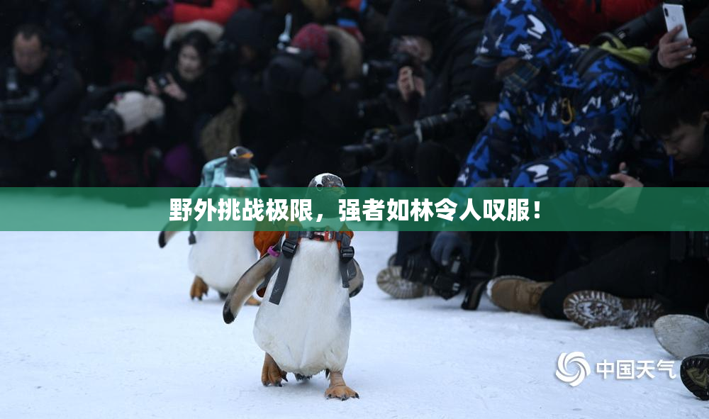 野外挑战极限，强者如林令人叹服！