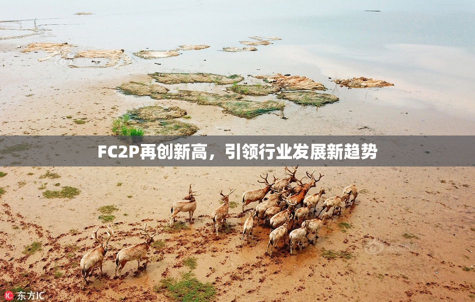 FC2P再创新高，引领行业发展新趋势
