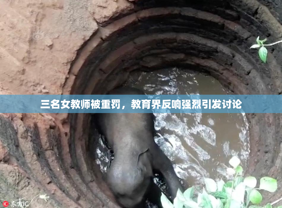 三名女教师被重罚，教育界反响强烈引发讨论