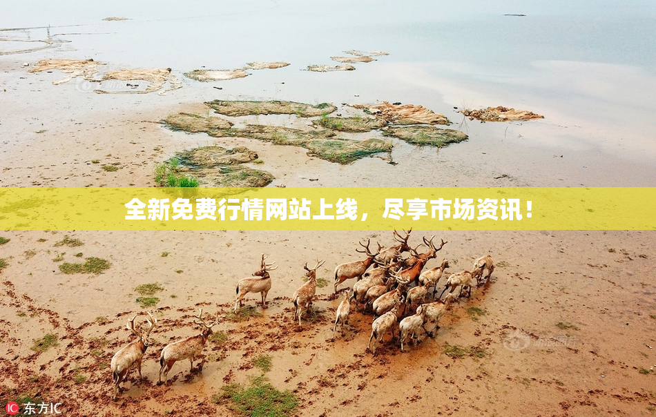 全新免费行情网站上线，尽享市场资讯！