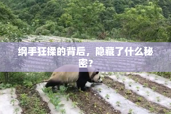 纲手狂揉的背后，隐藏了什么秘密？