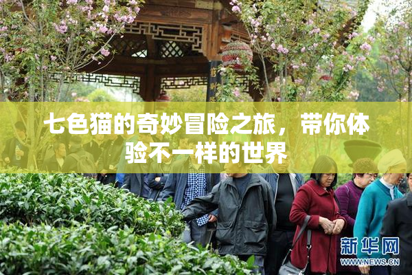 七色猫的奇妙冒险之旅，带你体验不一样的世界