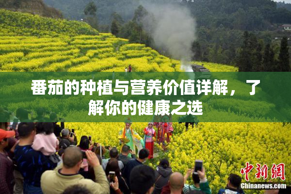番茄的种植与营养价值详解，了解你的健康之选