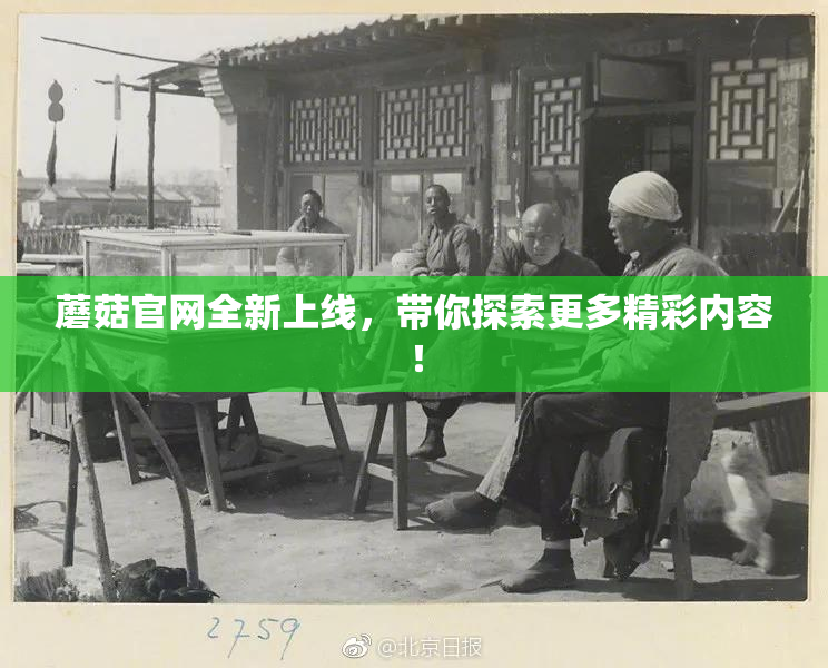 蘑菇官网全新上线，带你探索更多精彩内容！
