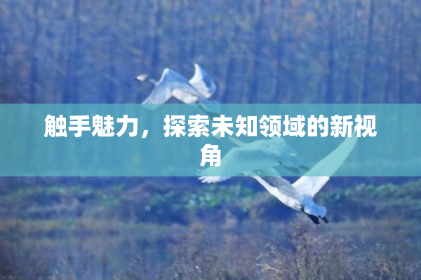 触手魅力，探索未知领域的新视角