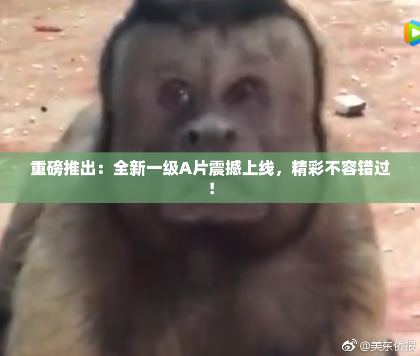 重磅推出：全新一级A片震撼上线，精彩不容错过！