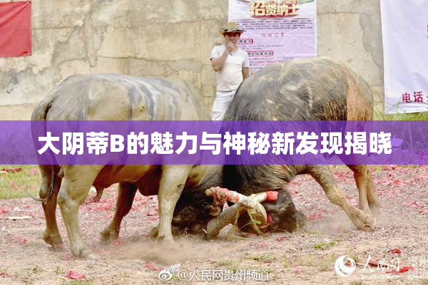 大阴蒂B的魅力与神秘新发现揭晓