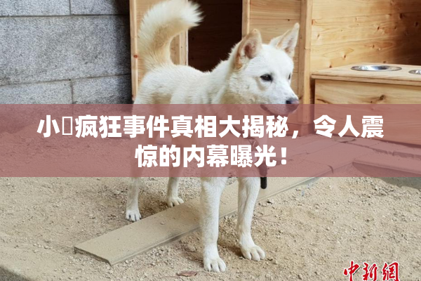 小泬疯狂事件真相大揭秘，令人震惊的内幕曝光！