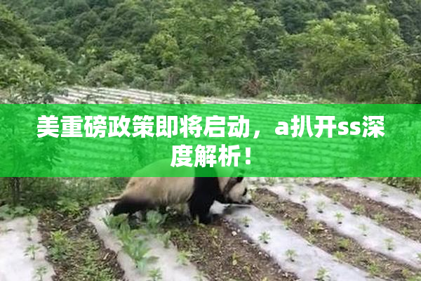 美重磅政策即将启动，a扒开ss深度解析！