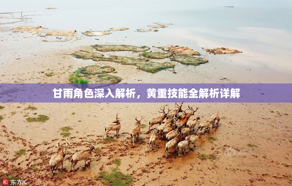 甘雨角色深入解析，黄重技能全解析详解