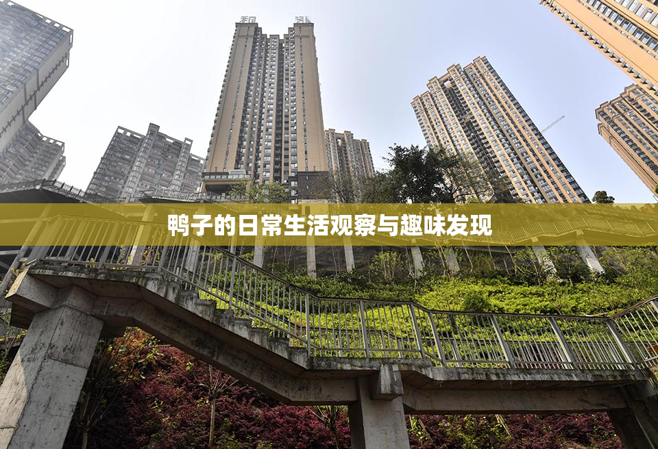 鸭子的日常生活观察与趣味发现