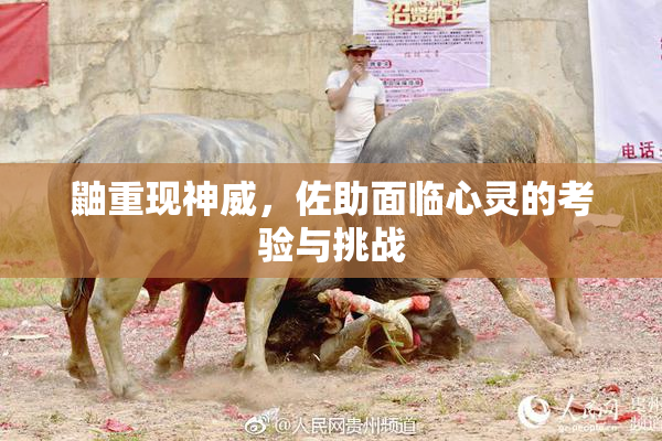 鼬重现神威，佐助面临心灵的考验与挑战