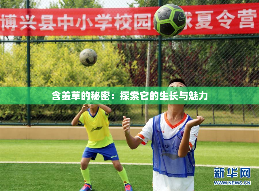 含羞草的秘密：探索它的生长与魅力