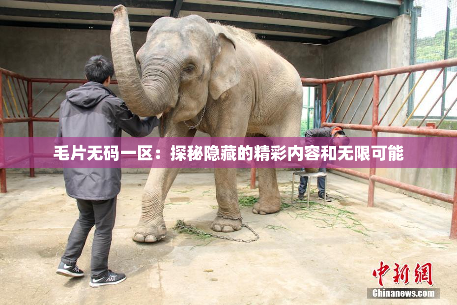毛片无码一区：探秘隐藏的精彩内容和无限可能