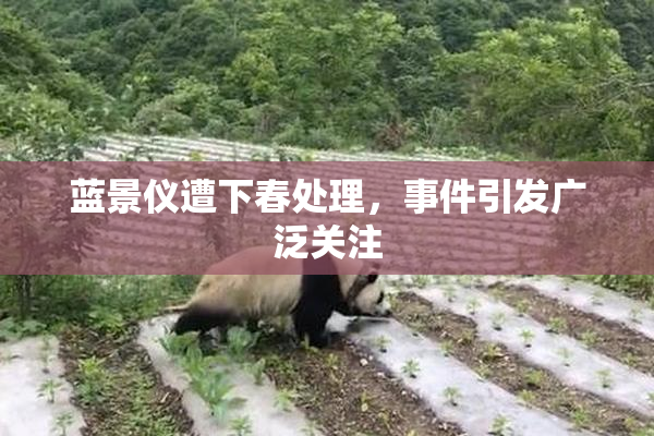 蓝景仪遭下春处理，事件引发广泛关注
