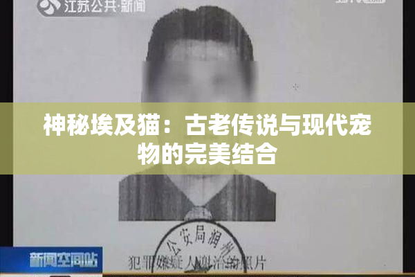 神秘埃及猫：古老传说与现代宠物的完美结合
