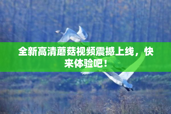 全新高清蘑菇视频震撼上线，快来体验吧！