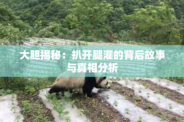 大胆揭秘：扒开腿灌的背后故事与真相分析