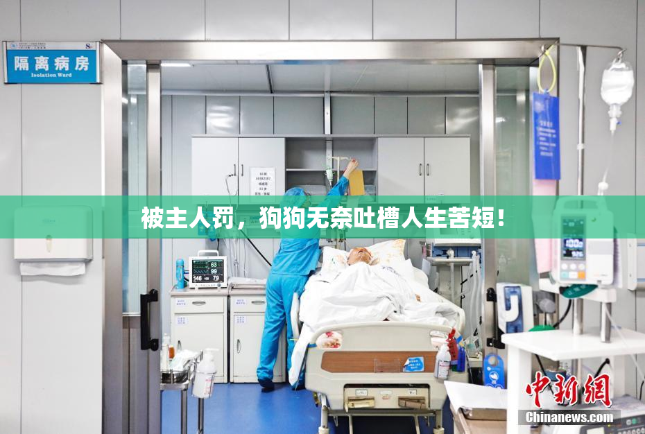 被主人罚，狗狗无奈吐槽人生苦短！