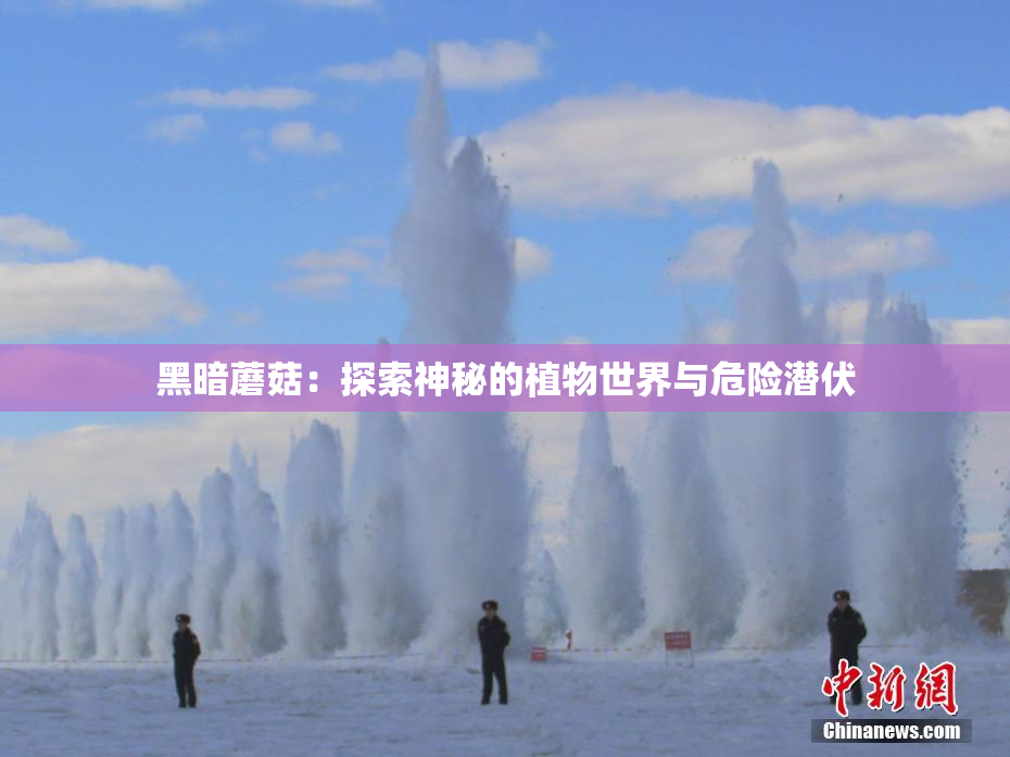 黑暗蘑菇：探索神秘的植物世界与危险潜伏