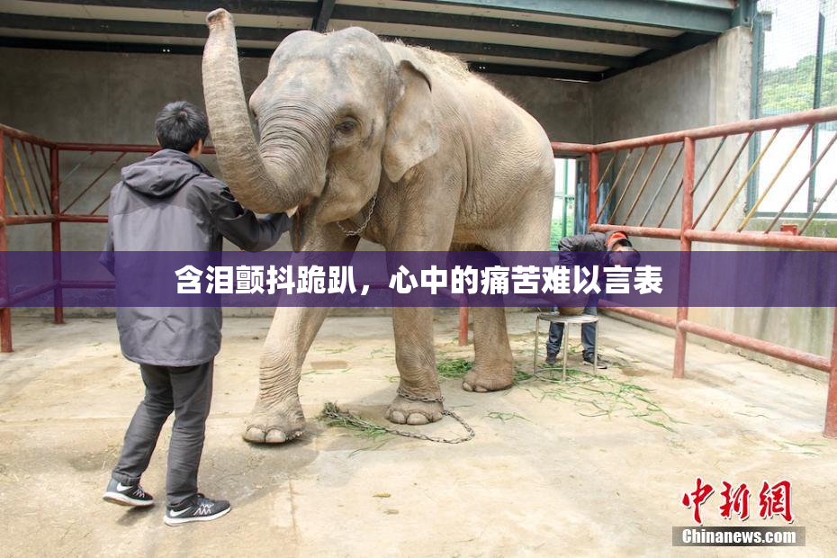 含泪颤抖跪趴，心中的痛苦难以言表