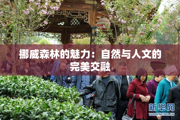 挪威森林的魅力：自然与人文的完美交融