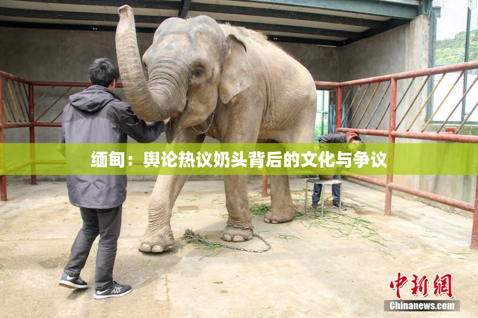缅甸：舆论热议奶头背后的文化与争议