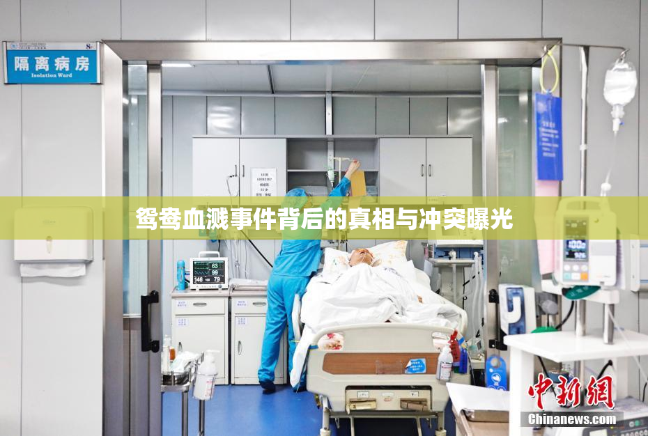 鸳鸯血溅事件背后的真相与冲突曝光