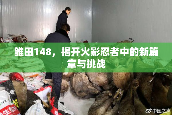 雏田148，揭开火影忍者中的新篇章与挑战