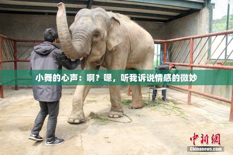 小舞的心声：啊？嗯，听我诉说情感的微妙