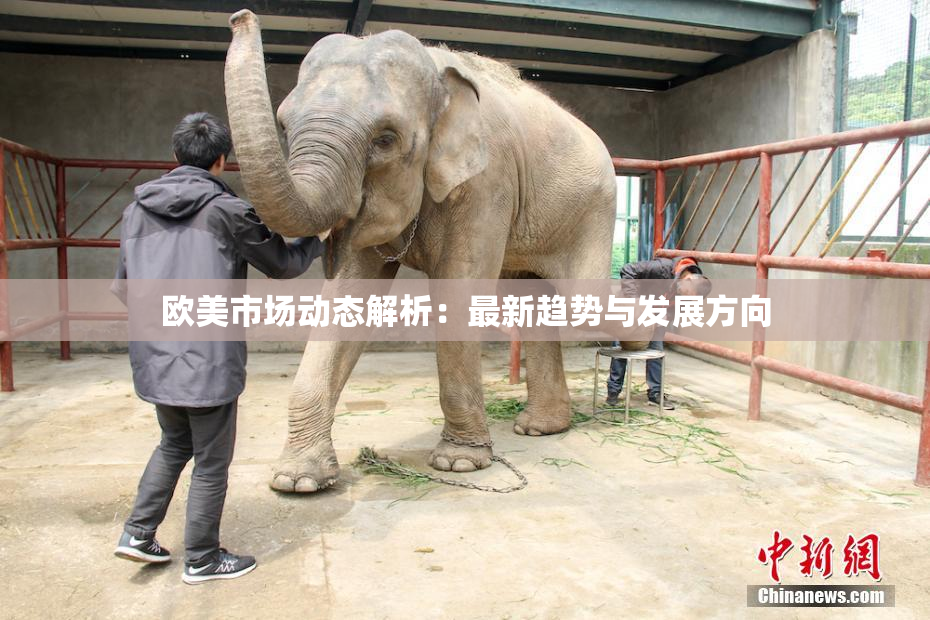 欧美市场动态解析：最新趋势与发展方向