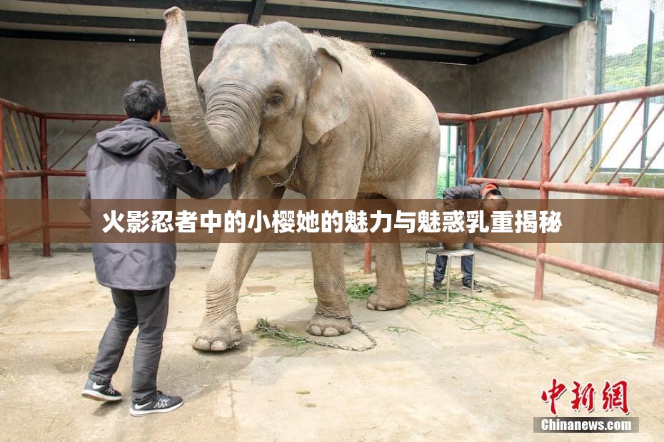 火影忍者中的小樱她的魅力与魅惑乳重揭秘