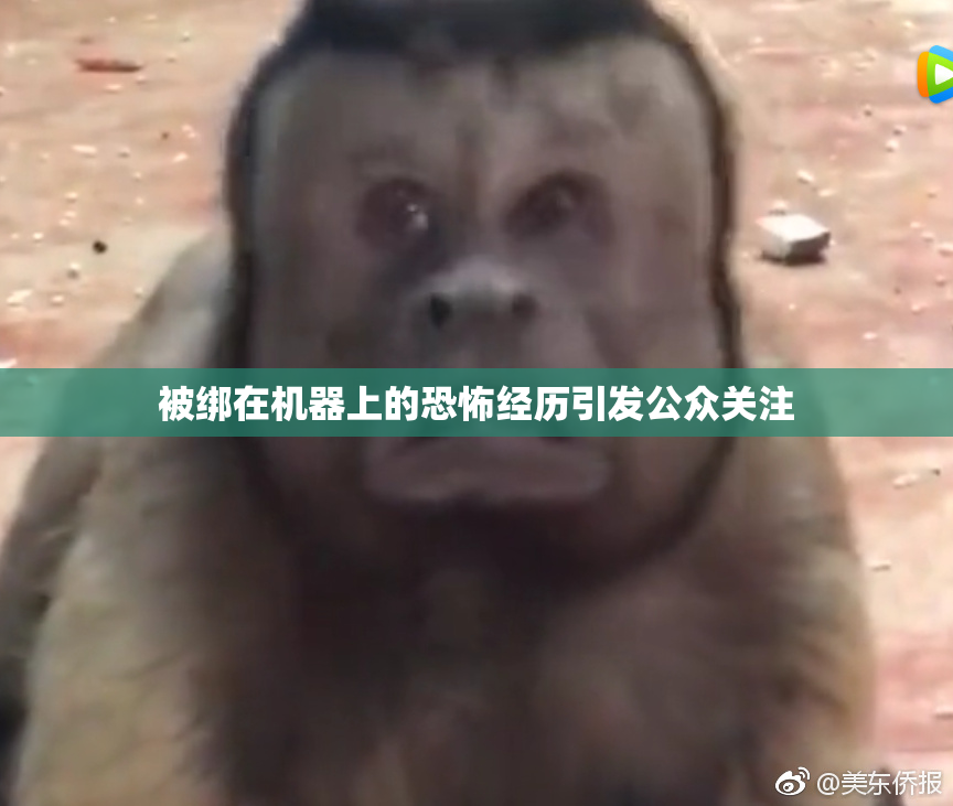 被绑在机器上的恐怖经历引发公众关注