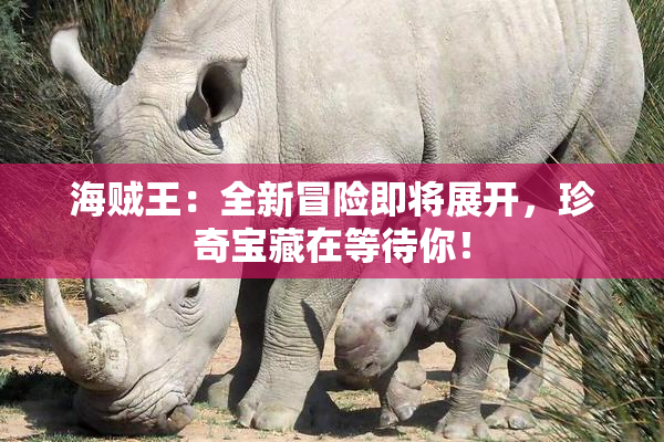 海贼王：全新冒险即将展开，珍奇宝藏在等待你！